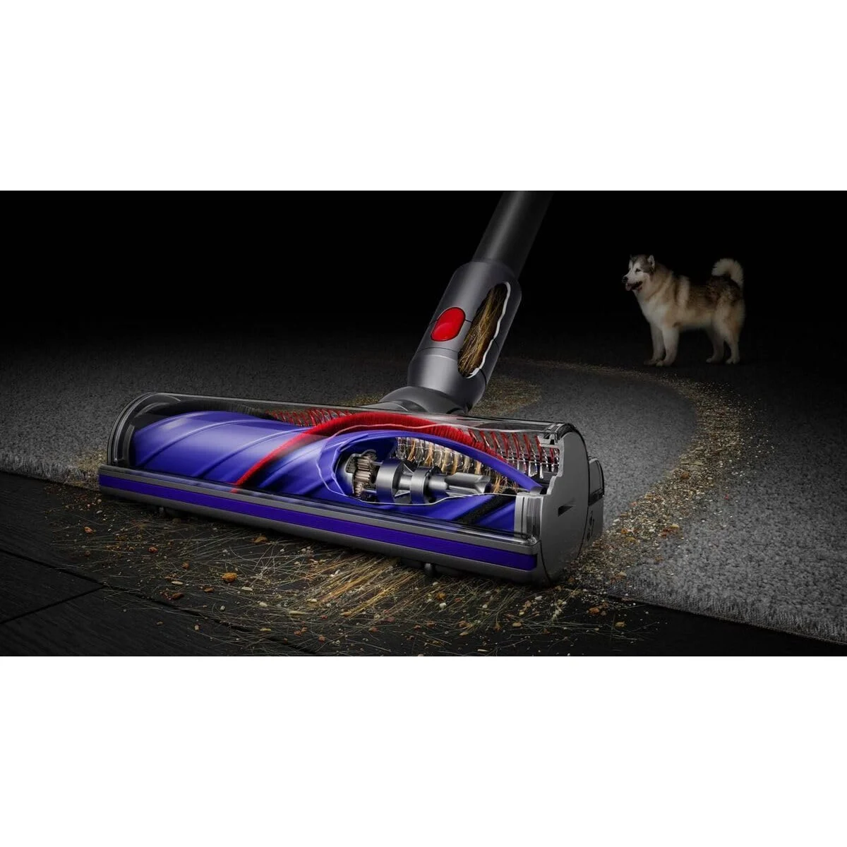 La brosse Motorbar du Dyson V8 Advanced aspire des poils de chien